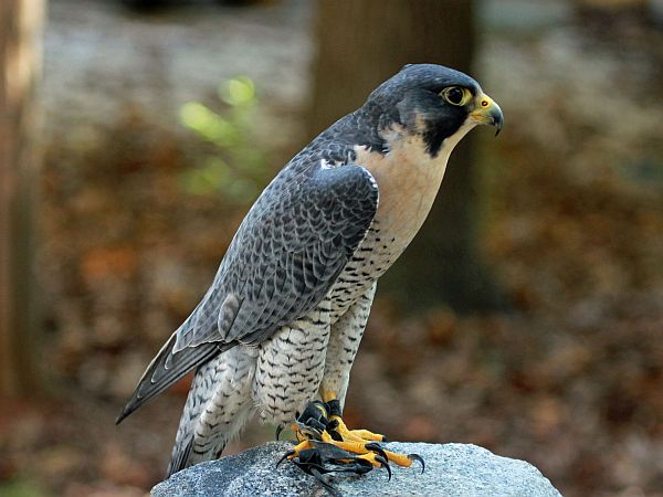 peregrine falcon totem