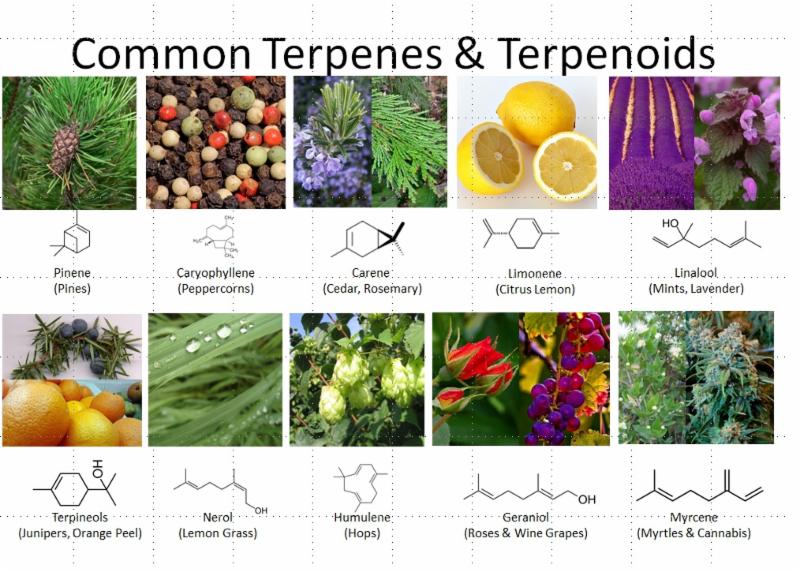 common-terpenes