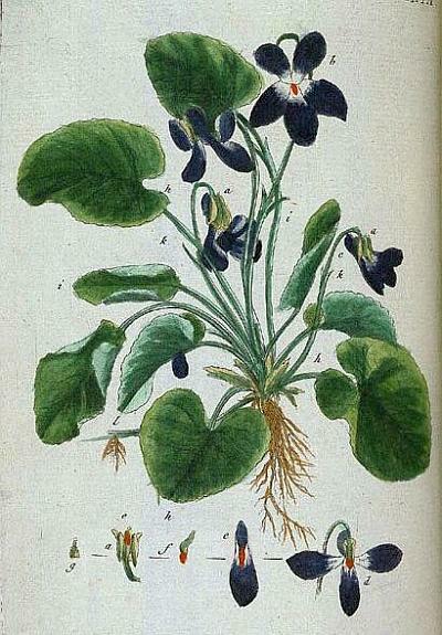 Violet Plant