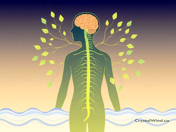 Rebalance Your Reactions: Harness Parasympathetic Power!