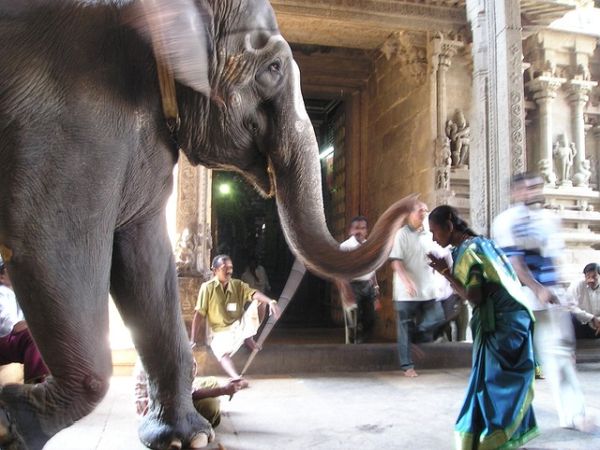 The Joy of Ganesh