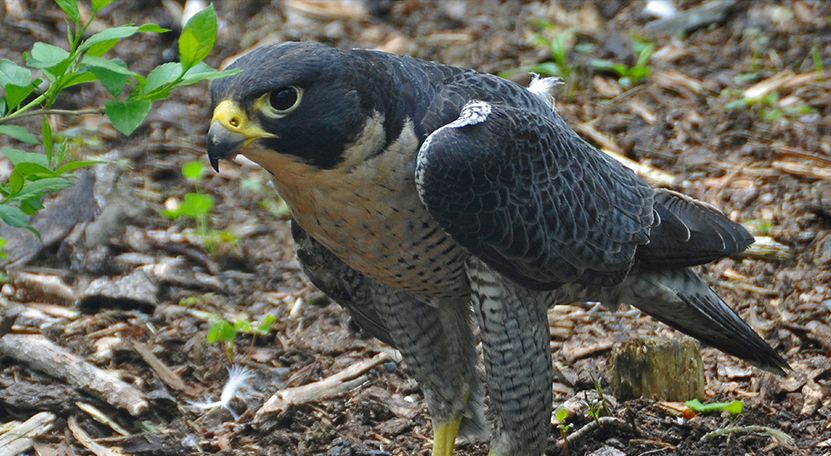 peregrine-falcon