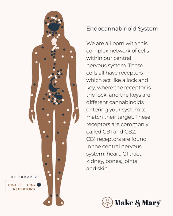 Boost Your Wellbeing: Cannabis and Endometriosis Relief