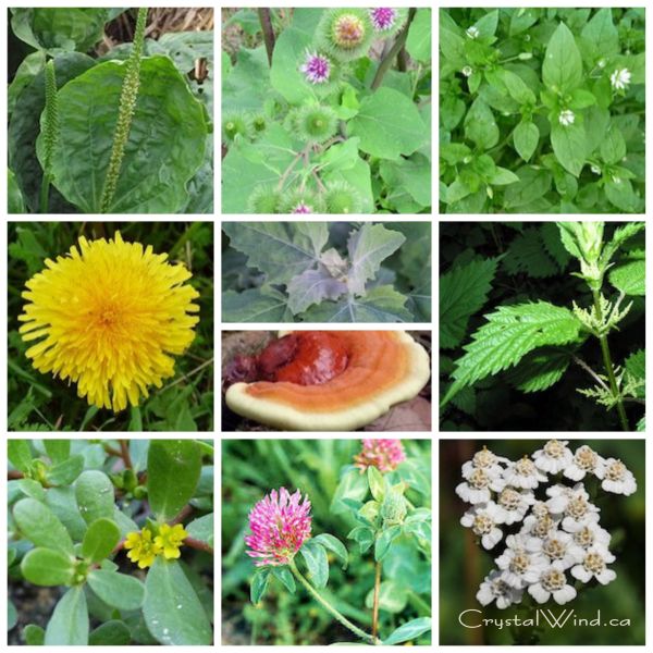 Natural Healing Medicine in Your Backyard!