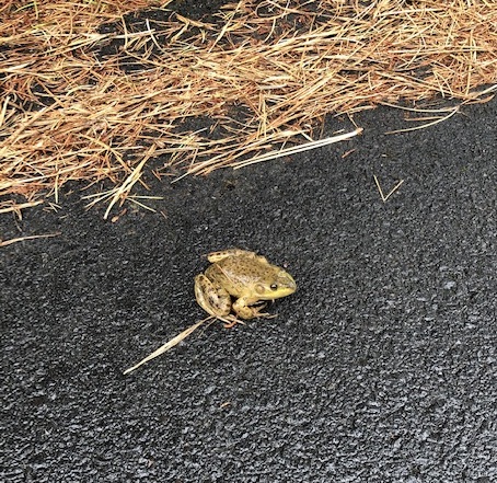 Oregon spotted frog