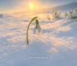 Imbolc and the Promise of Spring