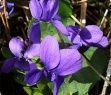 Sweet Violet